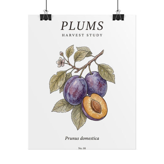 Plums Botanical Poster — Vintage Fruit Study Wall Art (Rolled Poster) - Creations by Chris and Carlos